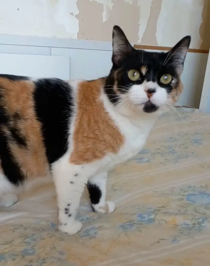 Gato ra a Srd idade 1 ano nome Sara