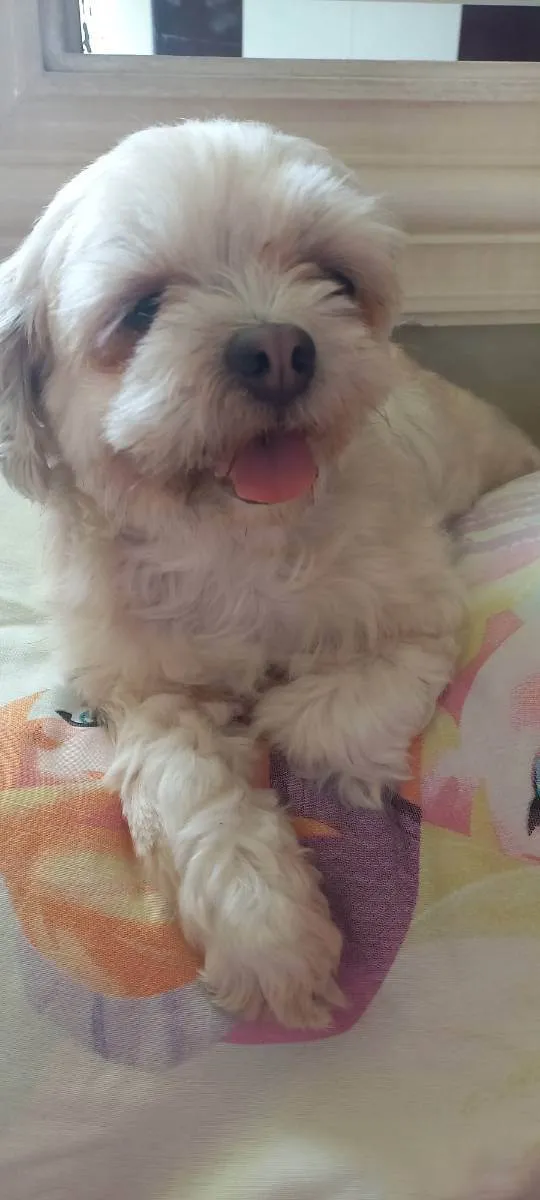 Cachorro raça Shihtzu  idade 4 anos nome Bela