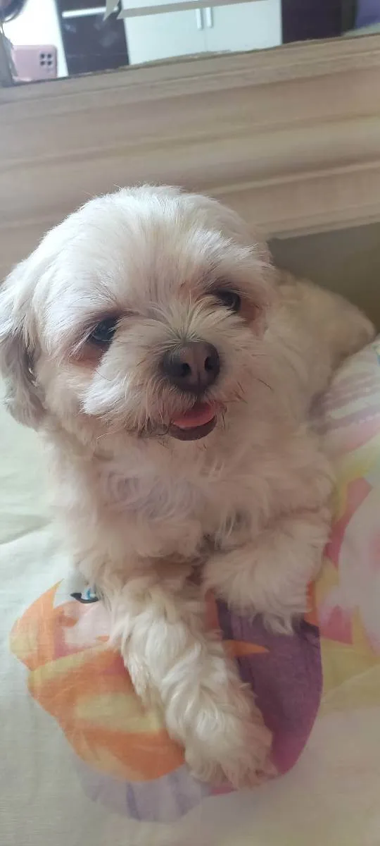Cachorro raça Shihtzu  idade 4 anos nome Bela