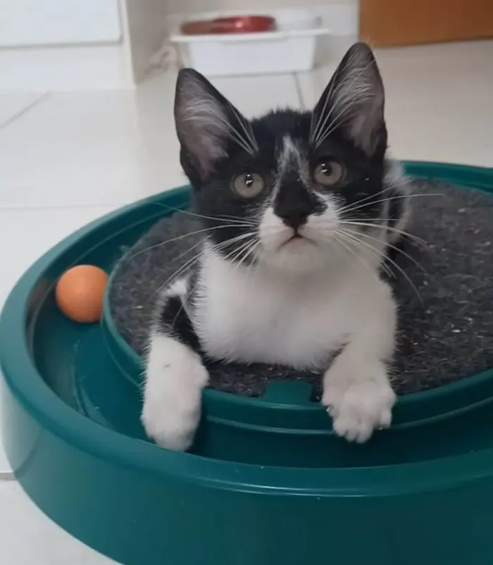 Gato ra a srd frajolinha  idade 2 a 6 meses nome Chiara