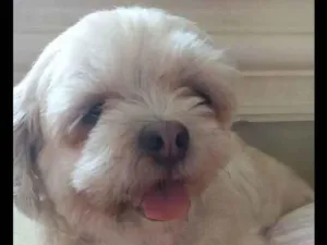 Cachorro raça Shihtzu  idade 4 anos nome Bela