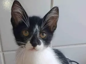 Gato raça srd frajolinha  idade 2 a 6 meses nome Chiara
