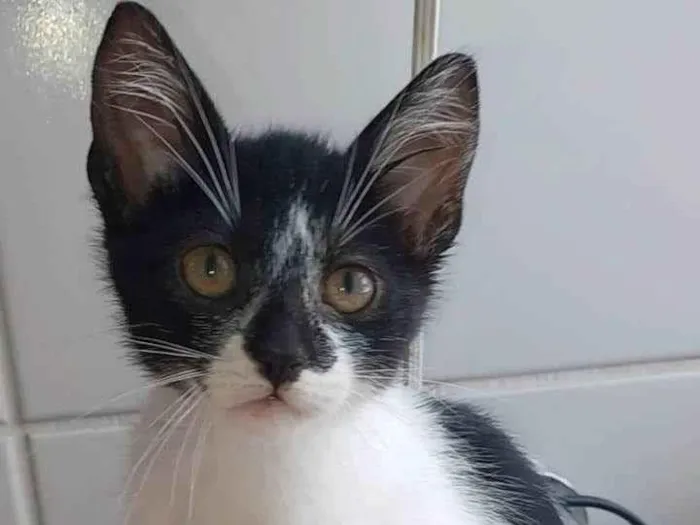 Gato ra a srd frajolinha  idade 2 a 6 meses nome Chiara