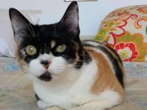 Gato raça Srd idade 1 ano nome Sara