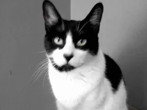 Gato raça srd frajolinha  idade 2 anos nome Filó