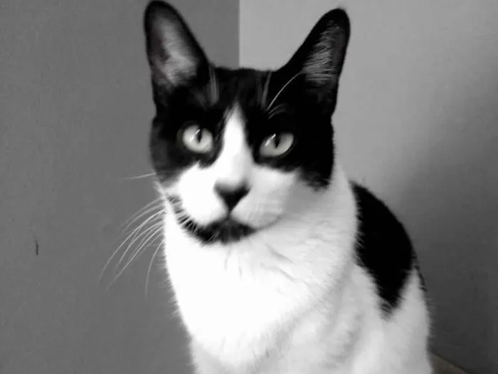 Gato ra a srd frajolinha  idade 2 anos nome Filó