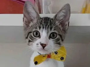 Gato raça Srd idade 2 a 6 meses nome Pipo