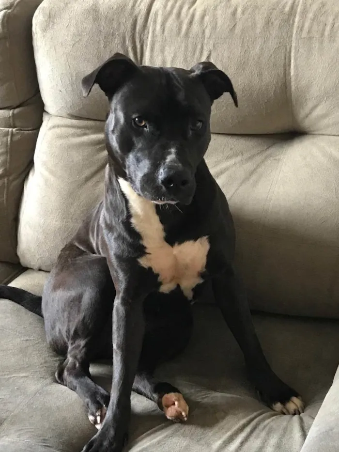 Cachorro ra a Pitbull  idade 1 ano nome Aisha 