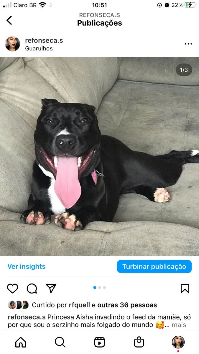 Cachorro ra a Pitbull  idade 1 ano nome Aisha 