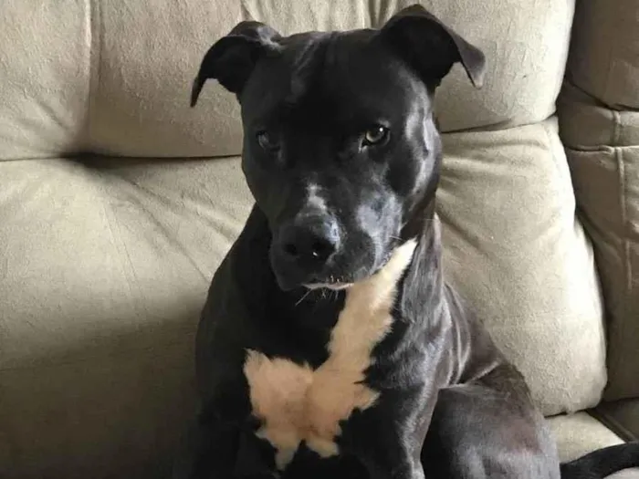 Cachorro ra a Pitbull  idade 1 ano nome Aisha 