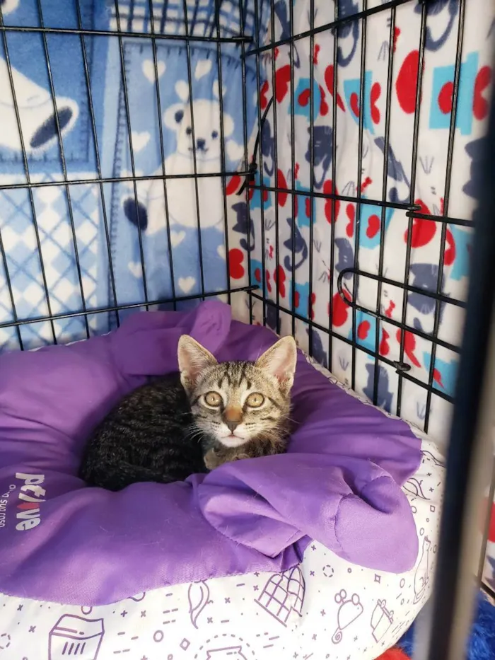 Gato raça Srd idade 2 a 6 meses nome Guga