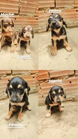 Cachorro raça Vira-lata idade Abaixo de 2 meses nome Sem nomes 