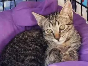 Gato raça Srd idade 2 a 6 meses nome Guga