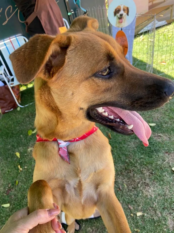 Cachorro ra a Srd idade 1 ano nome Dengo