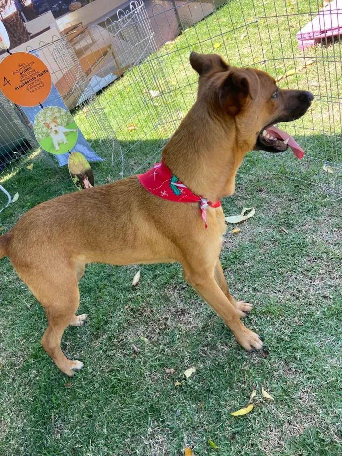 Cachorro ra a Srd idade 1 ano nome Dengo