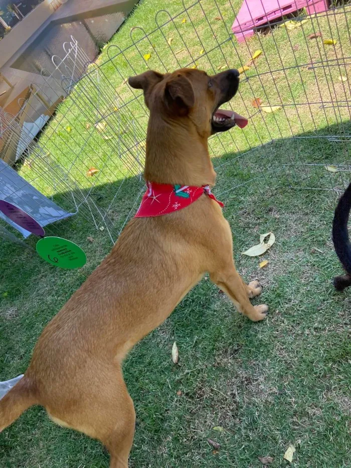 Cachorro ra a Srd idade 1 ano nome Dengo