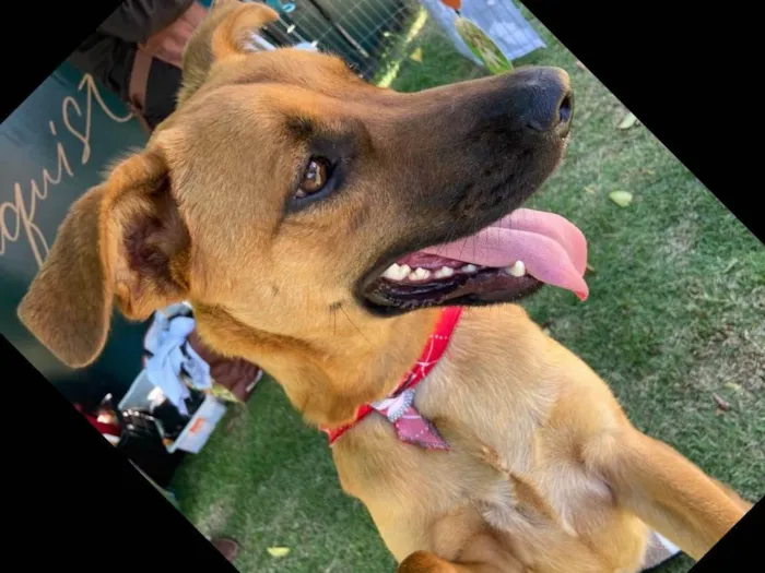 Cachorro ra a Srd idade 1 ano nome Dengo