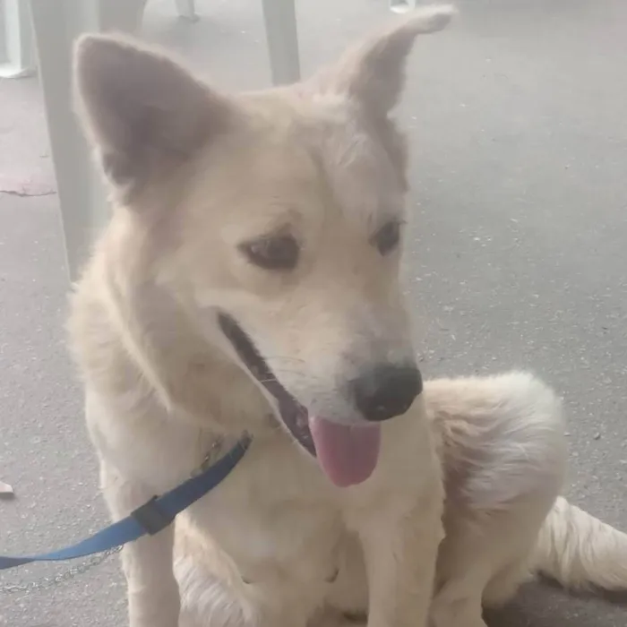 Cachorro ra a Pastor  idade  nome Branca
