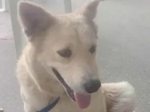 Cachorro raça Pastor  idade  nome Branca