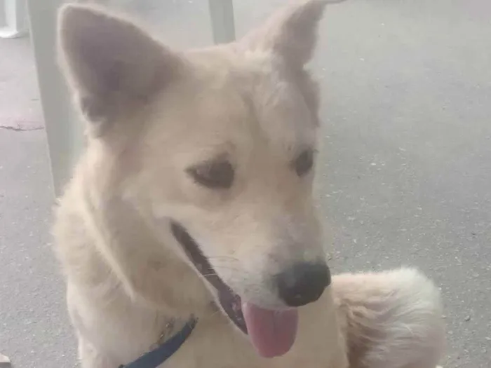 Cachorro ra a Pastor  idade  nome Branca
