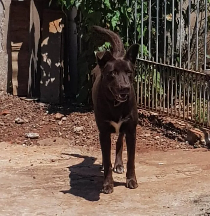 Cachorro ra a Labrador chocolate idade 2 anos nome Jack