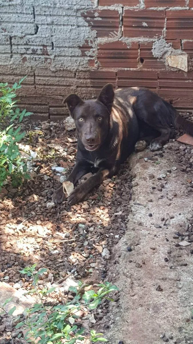 Cachorro ra a Labrador chocolate idade 2 anos nome Jack