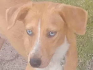 Cachorro raça Srd idade  nome Caramelo