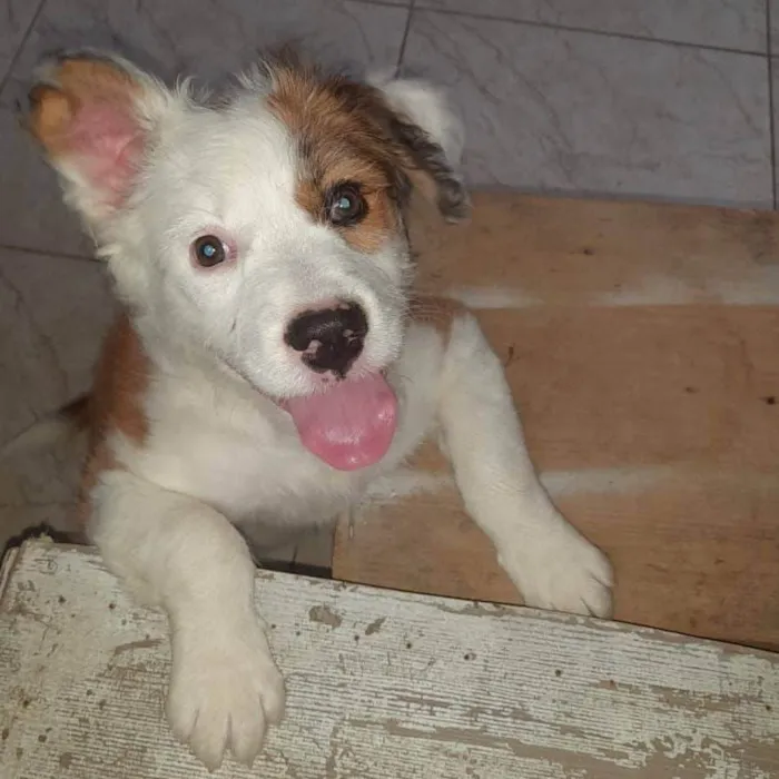 Cachorro raça Srd idade 2 a 6 meses nome Bebê 