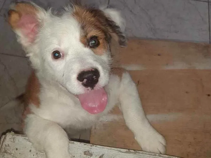 Cachorro raça Srd idade 2 a 6 meses nome Bebê 