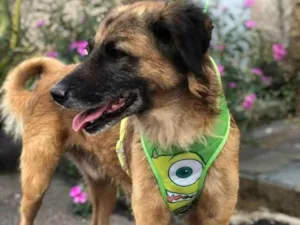 Cachorro raça Srd idade 5 anos nome Jonny