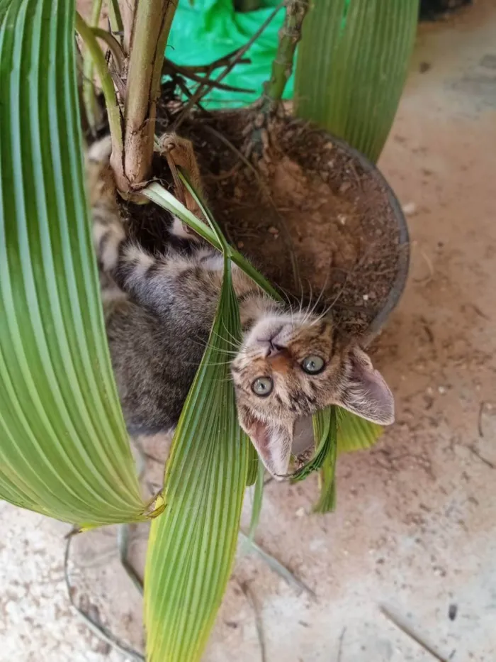 Gato ra a Rajados idade 2 a 6 meses nome Rajados