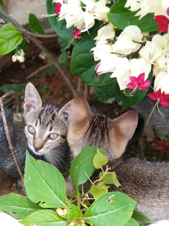 Gato ra a Rajados idade 2 a 6 meses nome Rajados