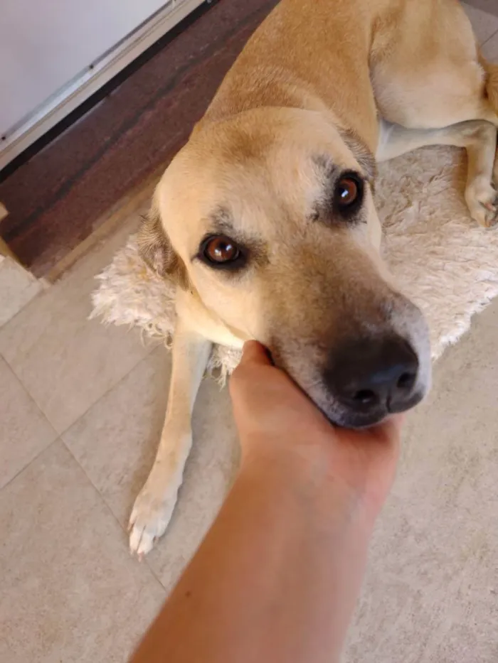 Cachorro ra a SRD parece mestiça de Labrador idade 2 anos nome Atende por Brenda