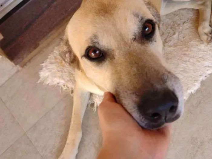 Cachorro ra a SRD parece mestiça de Labrador idade 2 anos nome Atende por Brenda