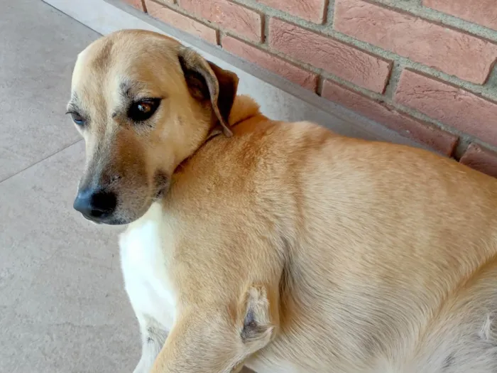 Cachorro ra a SRD parece mestiça de Labrador idade 2 anos nome Atende por Brenda