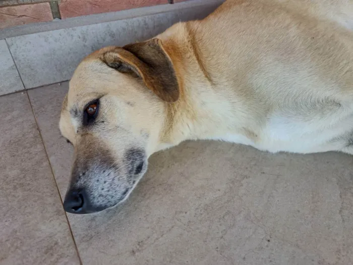 Cachorro ra a SRD parece mestiça de Labrador idade 2 anos nome Atende por Brenda