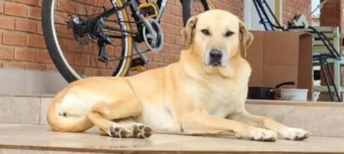 Cachorro ra a SRD parece mestiça de Labrador idade 2 anos nome Atende por Brenda