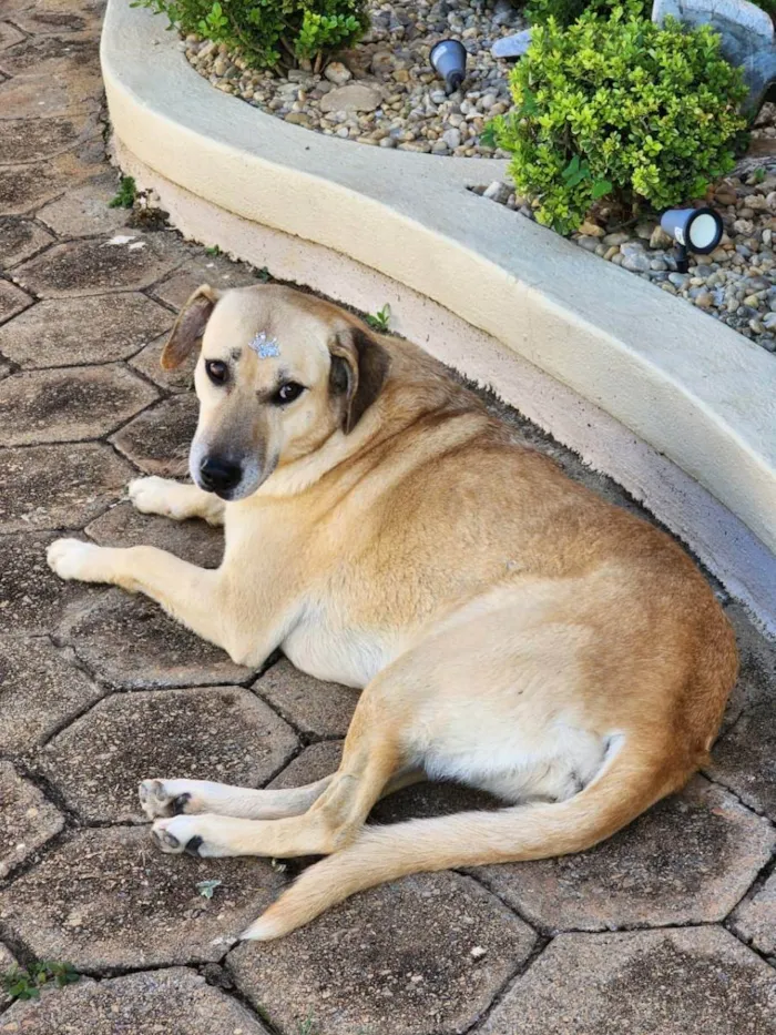 Cachorro ra a SRD parece mestiça de Labrador idade 2 anos nome Atende por Brenda