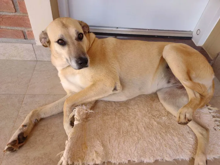 Cachorro ra a SRD parece mestiça de Labrador idade 2 anos nome Atende por Brenda