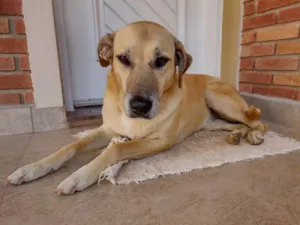 Cachorro raça SRD parece mestiça de Labrador idade 2 anos nome Atende por Brenda