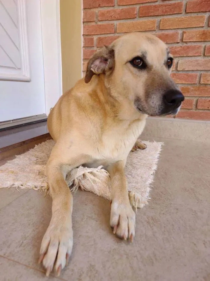 Cachorro ra a SRD parece mestiça de Labrador idade 2 anos nome Atende por Brenda