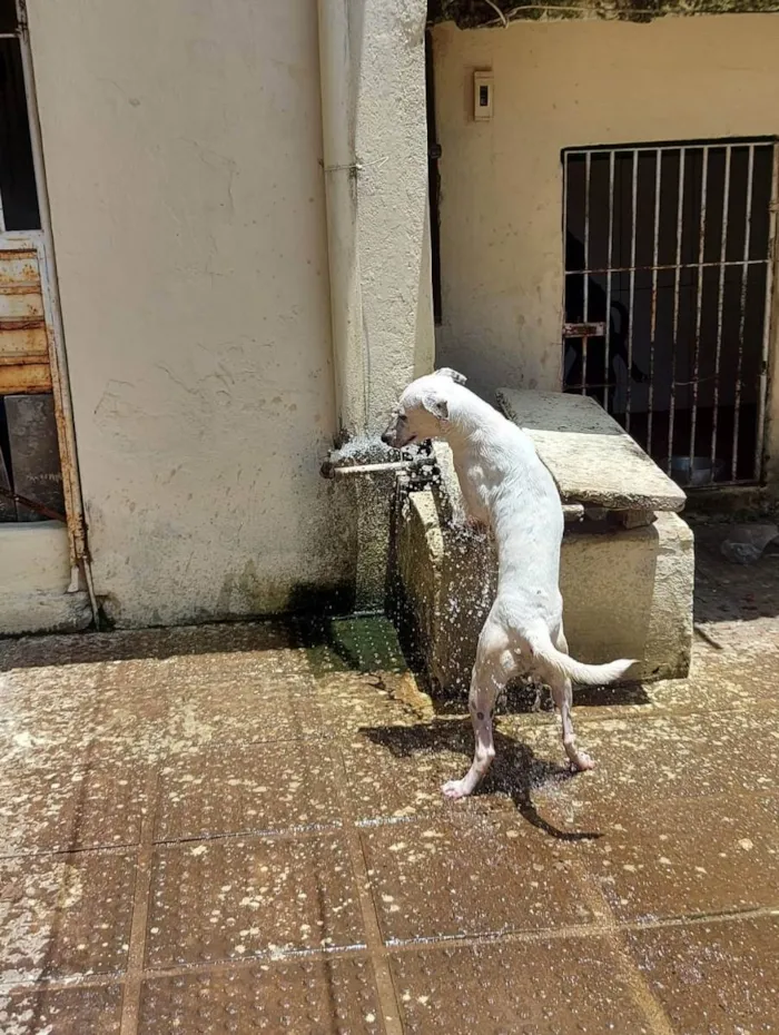 Cachorro ra a Vira Lata idade 2 anos nome Shelby