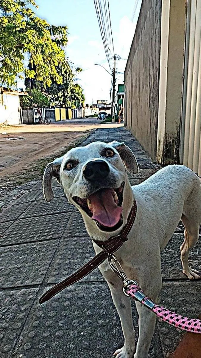 Cachorro ra a Vira Lata idade 2 anos nome Shelby