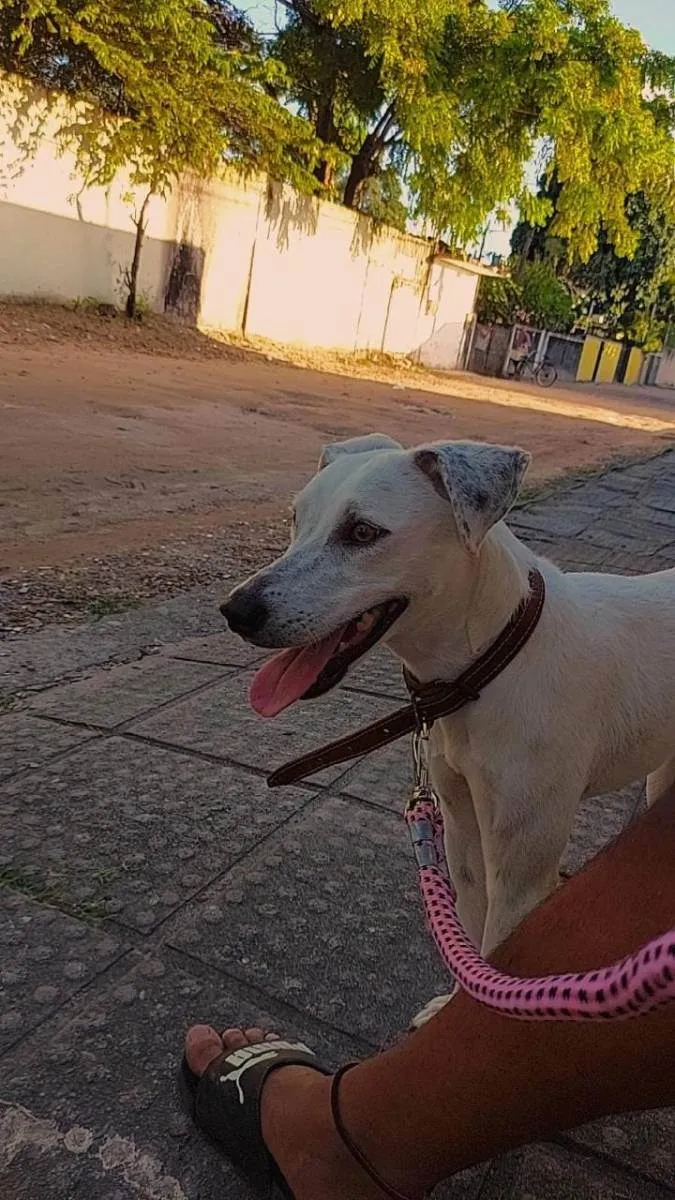 Cachorro ra a Vira Lata idade 2 anos nome Shelby