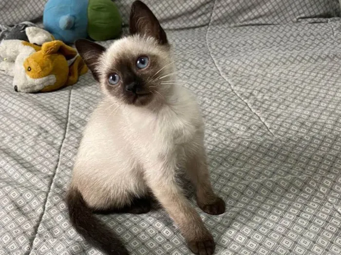 Gato raça srd idade Abaixo de 2 meses nome Querubim