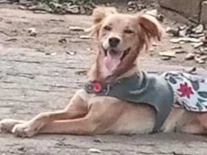Cachorro raça Vira-lata, com golden idade 1 ano nome Zoe