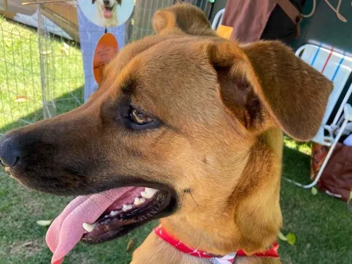 Cachorro ra a Srd idade 1 ano nome Dengo