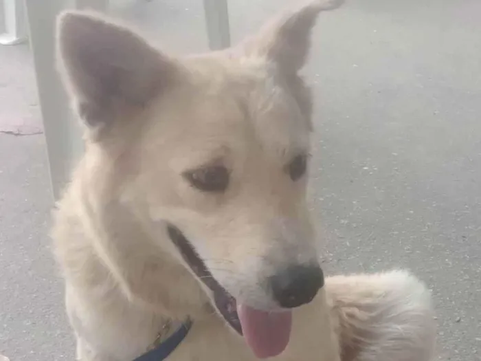 Cachorro ra a Pastor  idade  nome Branca
