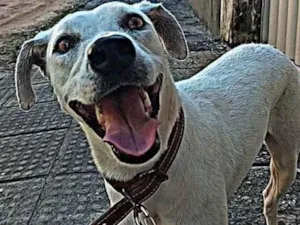 Cachorro raça Vira Lata idade 2 anos nome Shelby