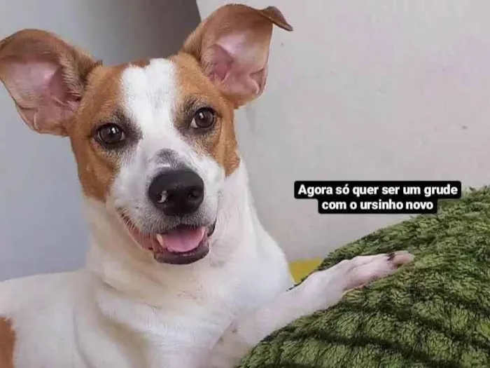 Cachorro ra a SRD idade 5 anos nome Dog